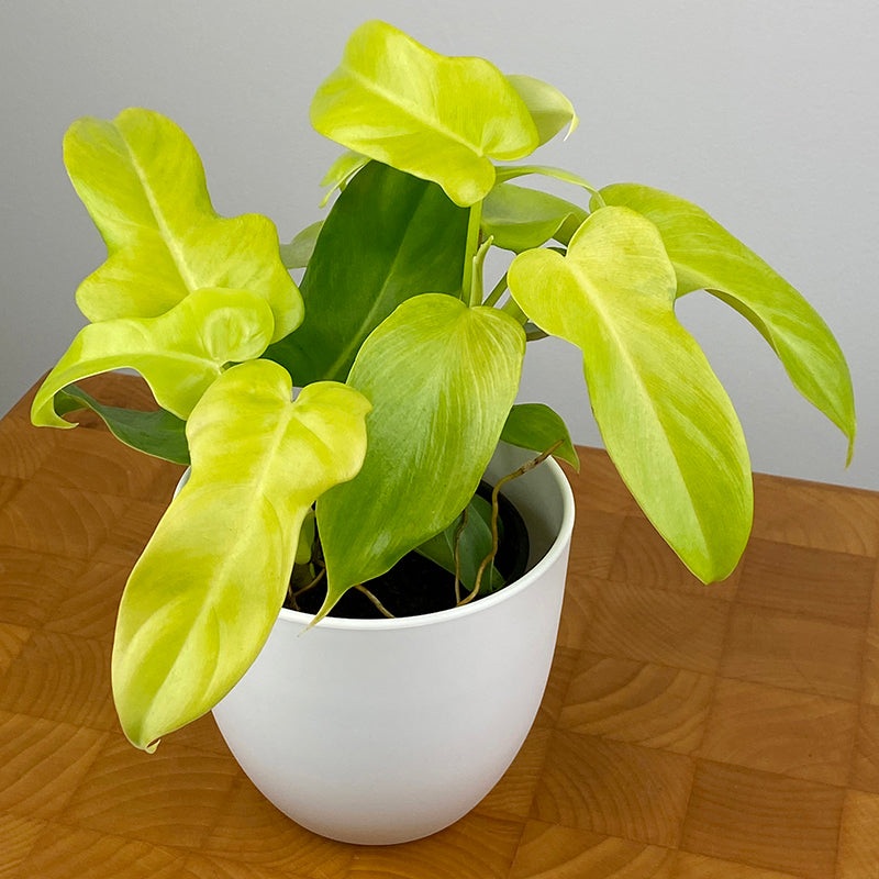 Philodendron Golden Violin (Philodendron bipennifolium Aurea)