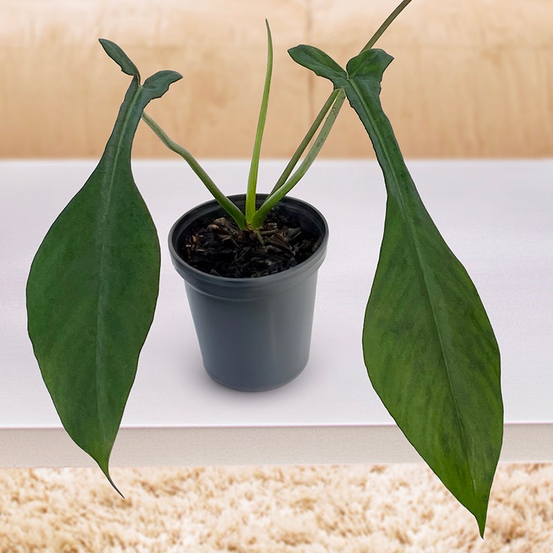 Philodendron joepii (Philodendron joepii)