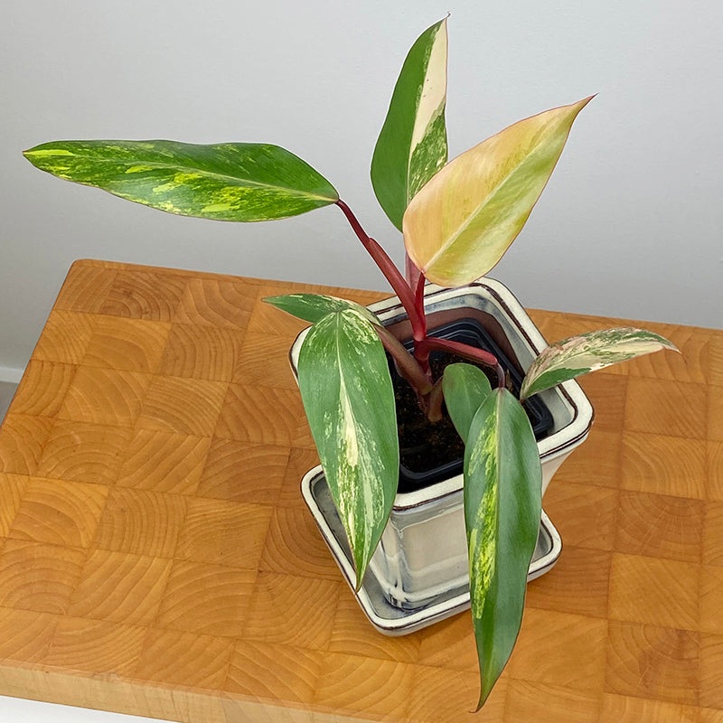 Philodendron Strawberry Shake (Philodendron erubescens hybrid)