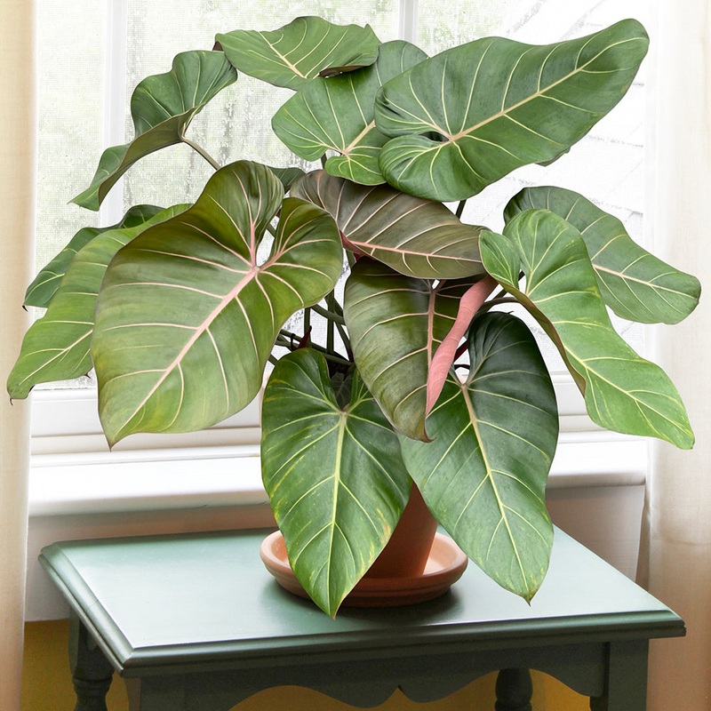 Philodendron Summer Glory PP (Philodendron gloriosum x McColley hybrid)