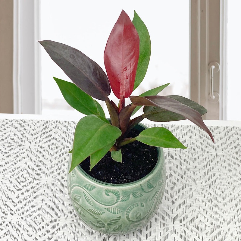 Philodendron Sun Red (Philodendron selloum hybrid)