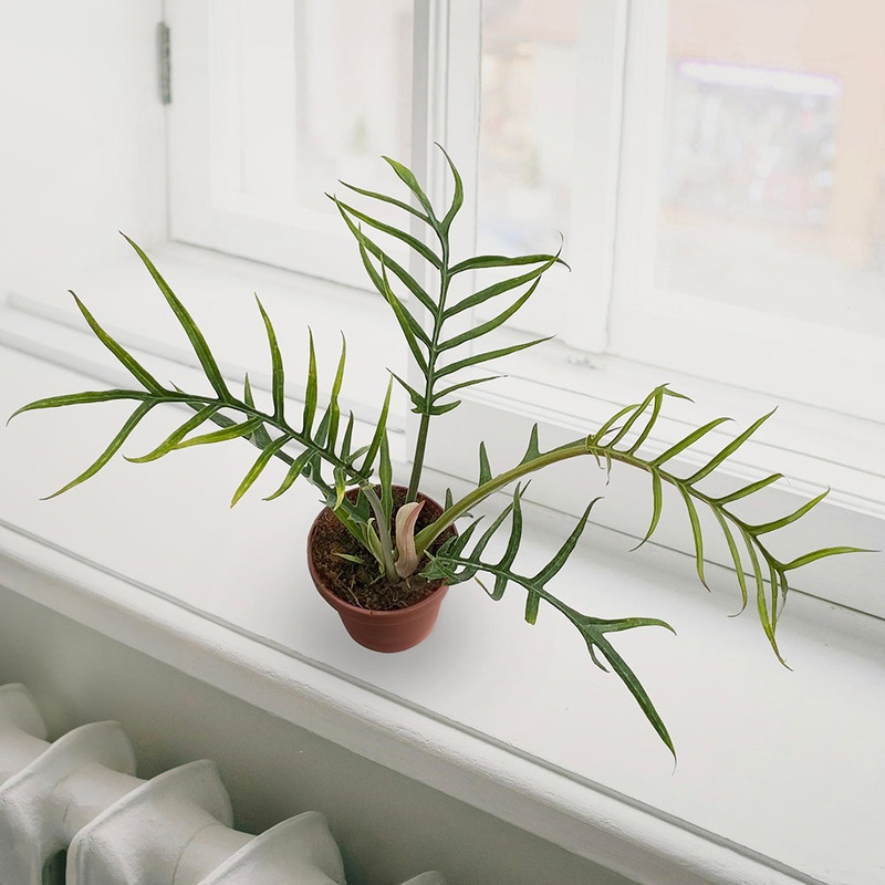 Philodendron tortum (Philodendron tortum)