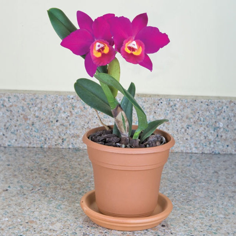 Potinara Orchid Hawaiian Prominence America AM/AOS (Potinara hybrid)