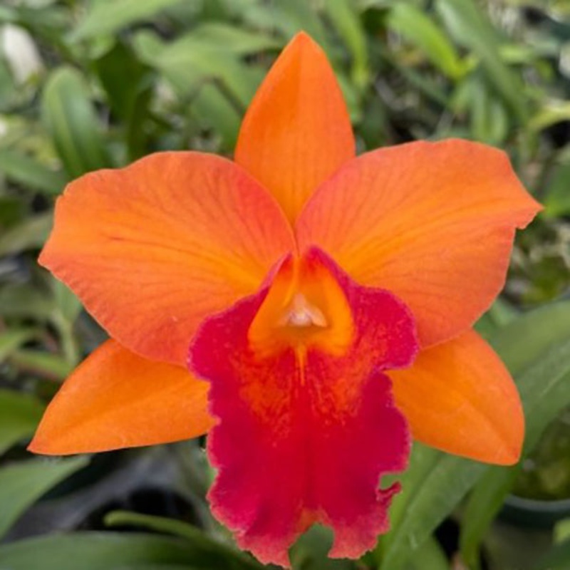 Potinara Orchid Orglades Tradition Sunset AM/AOS (Potinara hybrid)