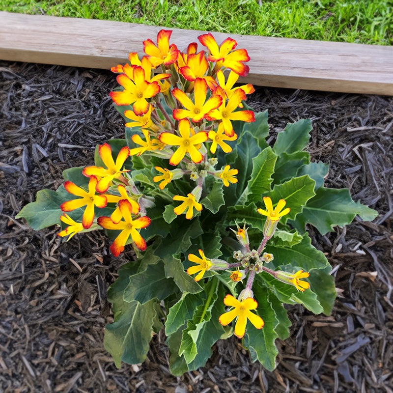 Primula Oakleaf Yellow Picotee (Primula vulgaris)