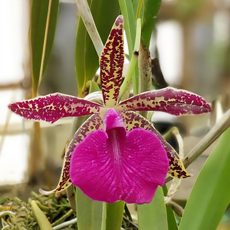 Rby Orchid Spotted Charm Patricia Anne (Rhynchobrassoleya hybrid)