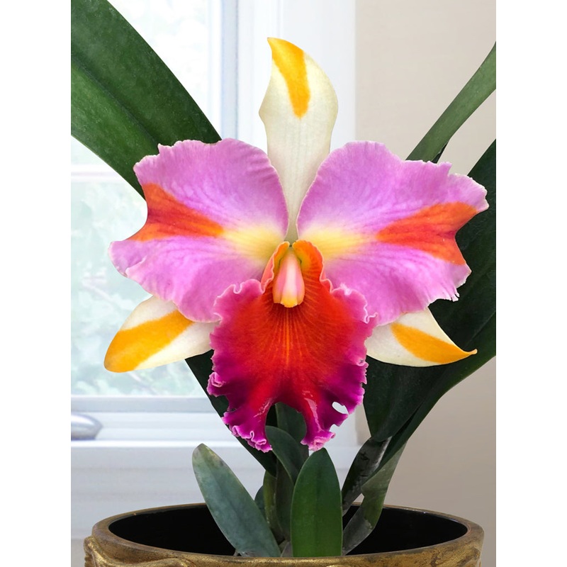 Rlc. Orchid Amazing Thailand (Rhyncholaeliocattleya hybrid)