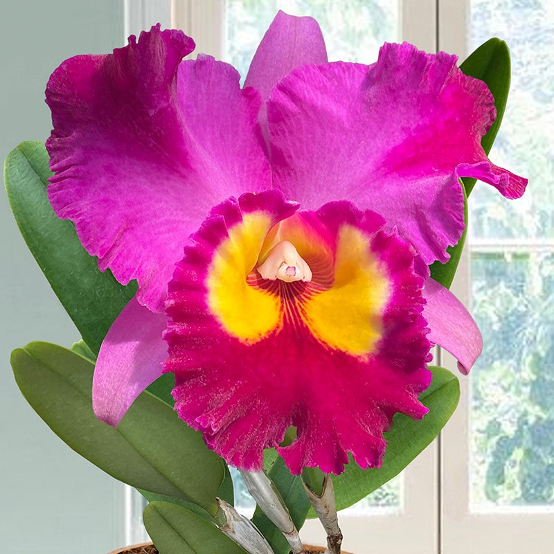 Rlc Orchid Dick Smith Dark Beauty (Rhyncholaeliocattleya hybrid)