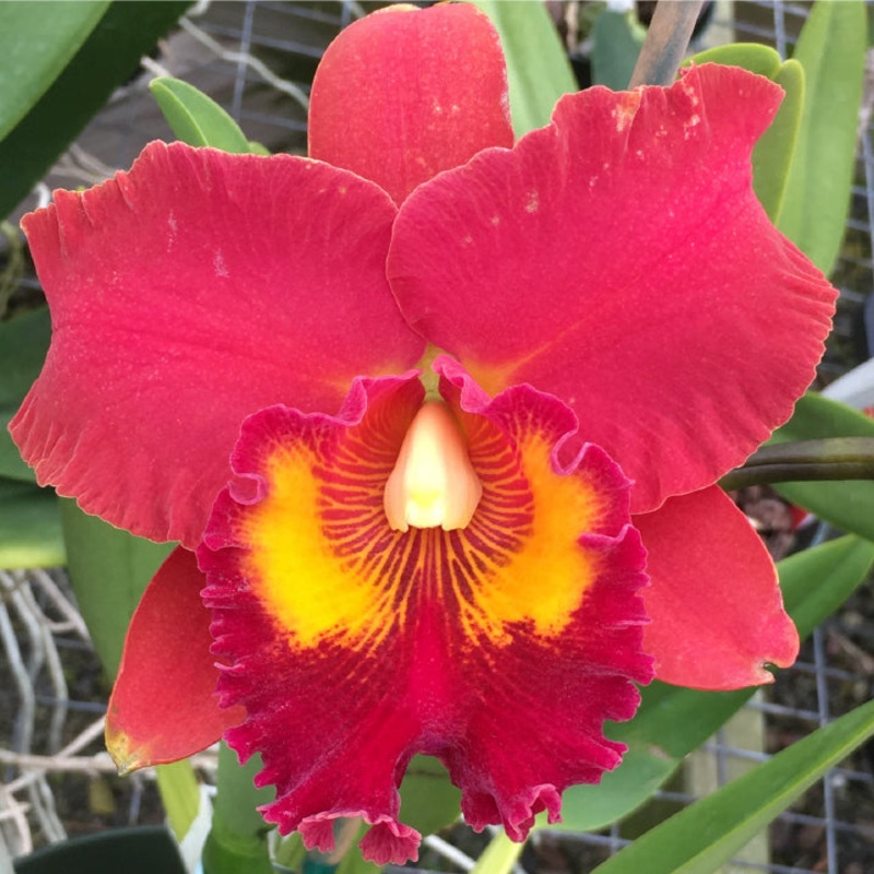 Rlc Orchid Forever Love Volcano Queen (Rhyncholaeliocattleya hybrid)