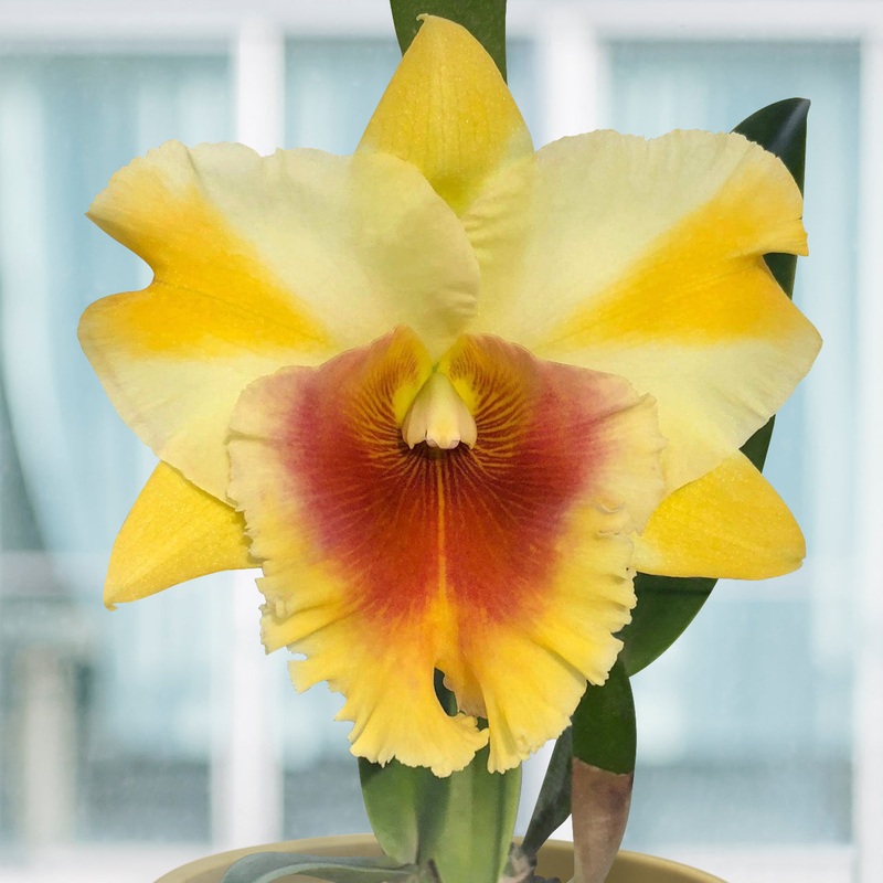 Rlc Orchid Miss Thailand Apasra (Rhyncholaeliocattleya hybrid)