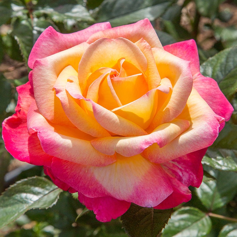 Rose Enchanted Peace PP (Rosa hybrid)