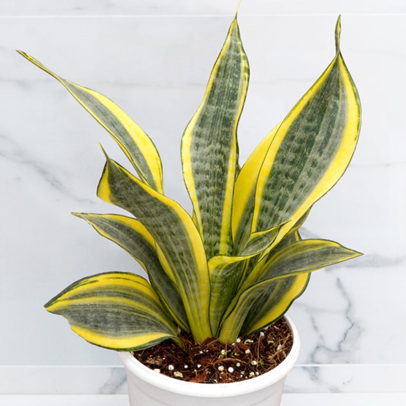 Sansevieria Hi-Color (Sansevieria trifasciata hybrid)