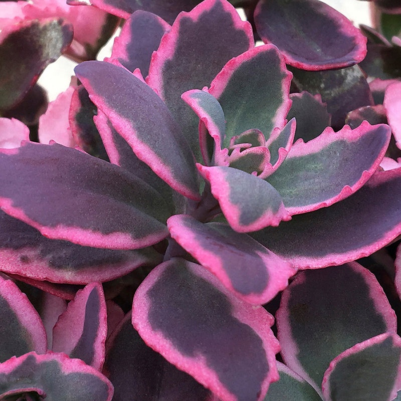 Sedum Sunsparkler Dream Dazzler PP (Sedum rupestre hybrid)