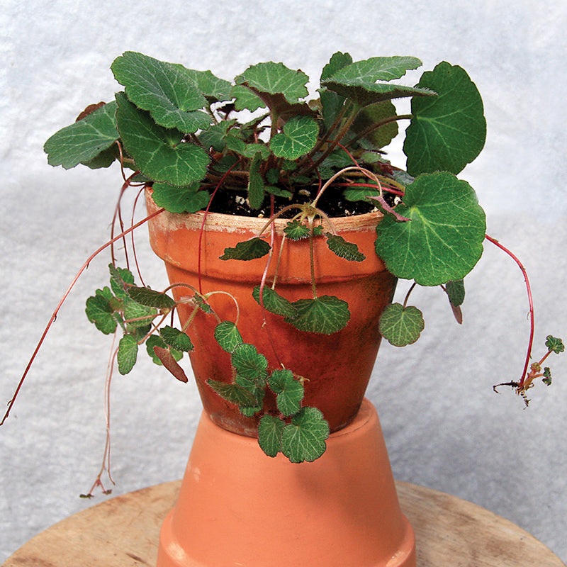 Strawberry Begonia (Saxifraga stolonifera)