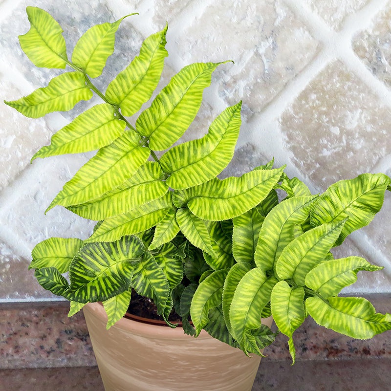 Striped Bamboo Fern Golden Zebra (Coniogramme emeiensis)