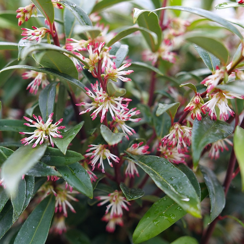 Sweet Box Sweet & Lo (Sarcococca hookeriana)