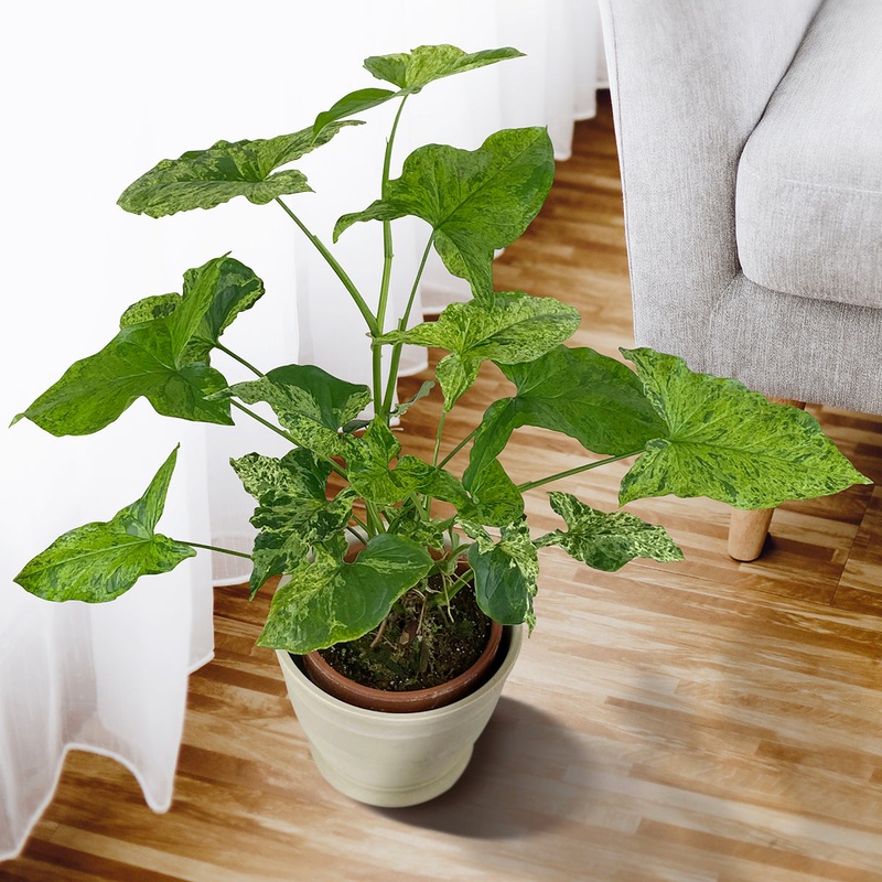 Syngonium Mojito (Syngonium podophyllum)