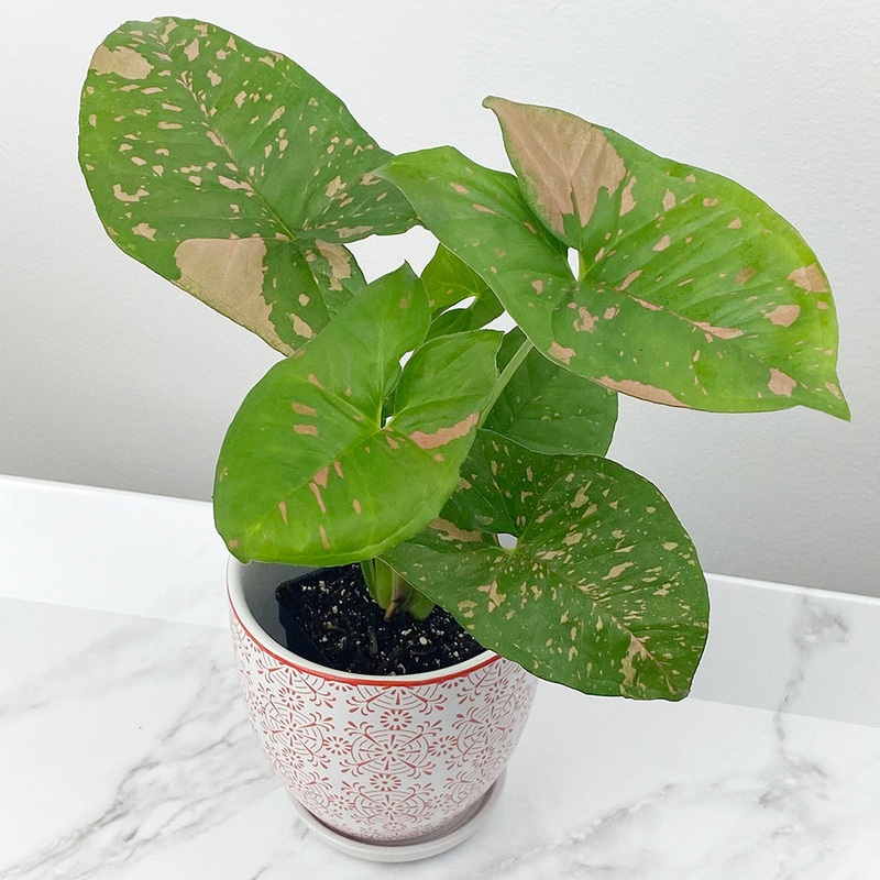 Syngonium Pink Splash (Syngonium podophyllum hybrid)