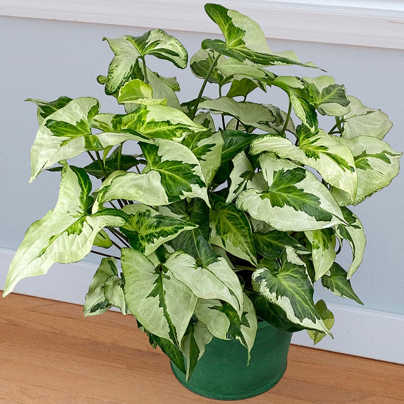 Syngonium Three Kings (Syngonium podophyllum)