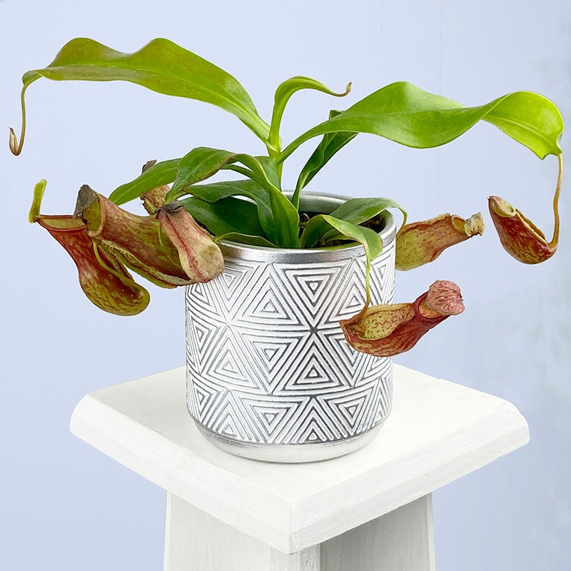 Tropical Pitcher Plant St Gaya (Nepenthes St Gaya)