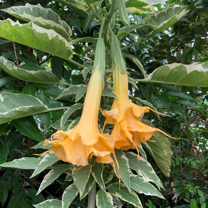 Variegated Angels Trumpet Apricot Candy (Brugmansia hybrid)