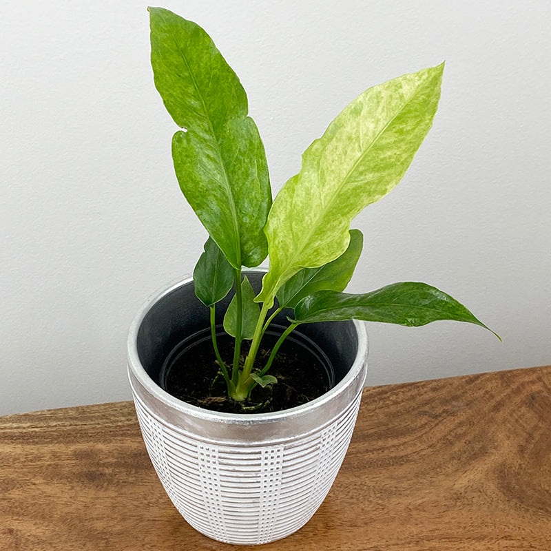 Variegated Birdsnest Anthurium (Anthurium Hookeri Variegata)