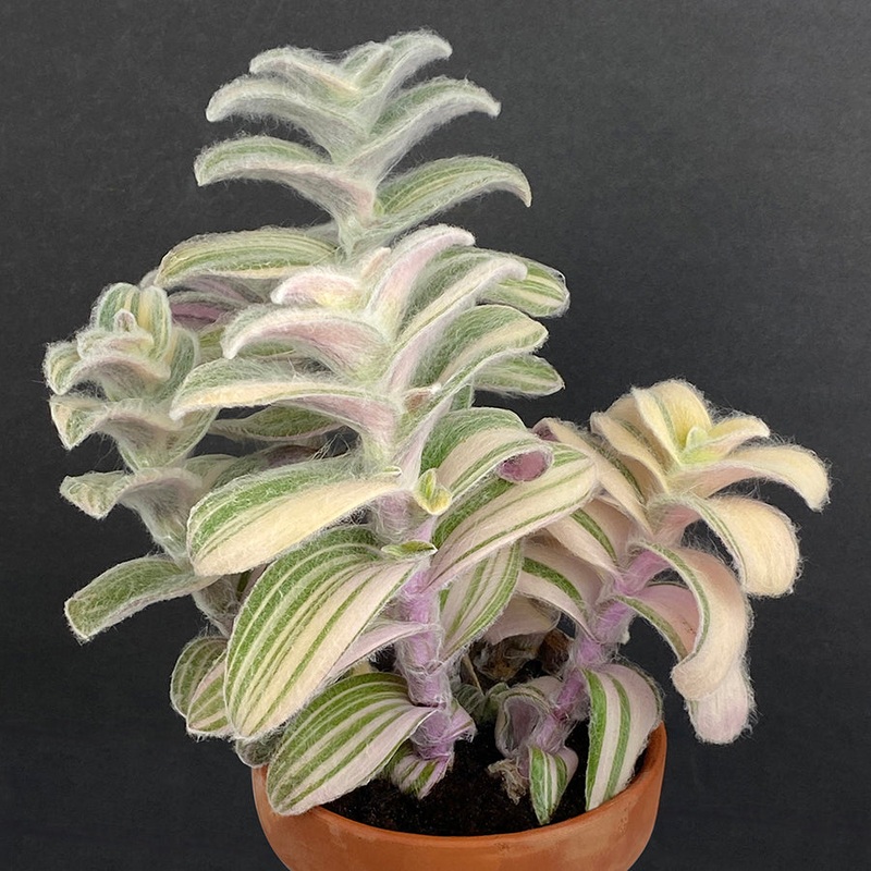 Variegated Cobweb Spiderwort (Tradescantia sillamontana variegata)