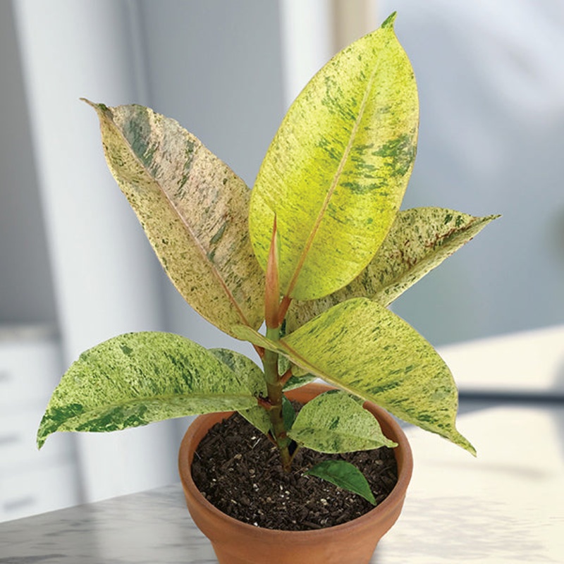 Variegated Ficus Moonshine (Ficus shivereana)