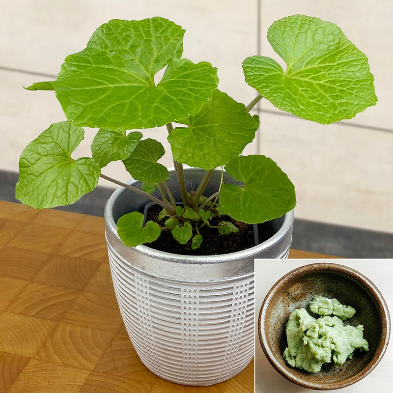 Wasabi Plant (Eutrema japonicum)