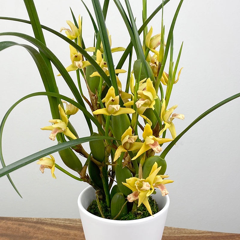 Yellow Coconut Orchid Yamada AM/AOS (Maxillaria tenuifolia hybrid)