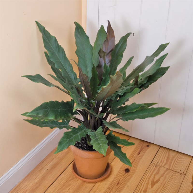 Alocasia lauterbachiana (Alocasia lauterbachiana)