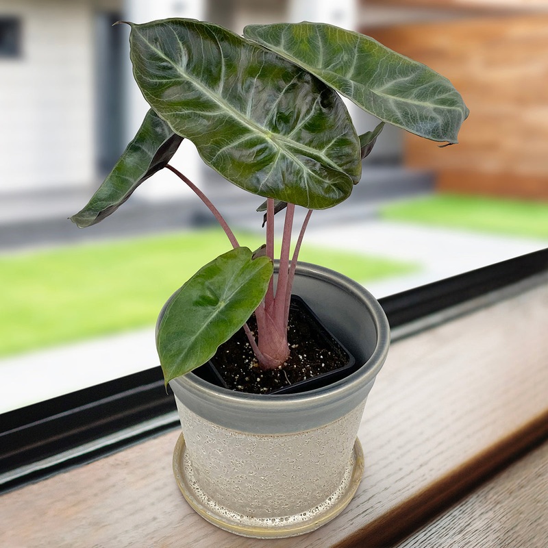 Alocasia Pink Dragon (Alocasia calidora hybrid)