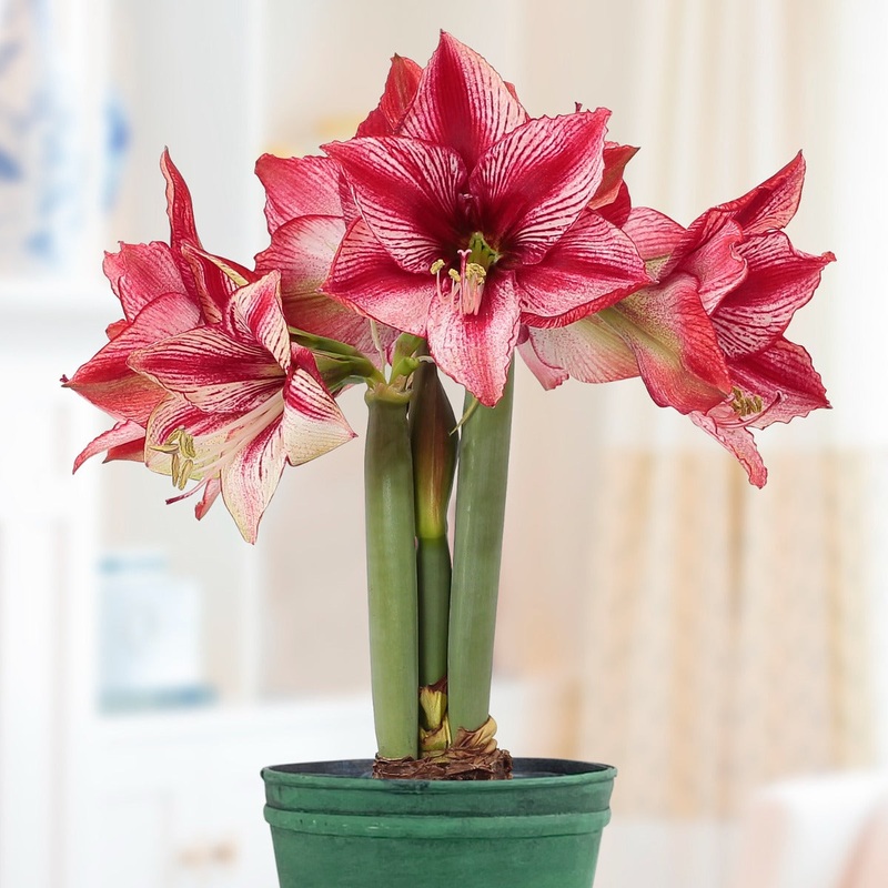 Amaryllis Peruvian Revelation (Hippeastrum hybrid)