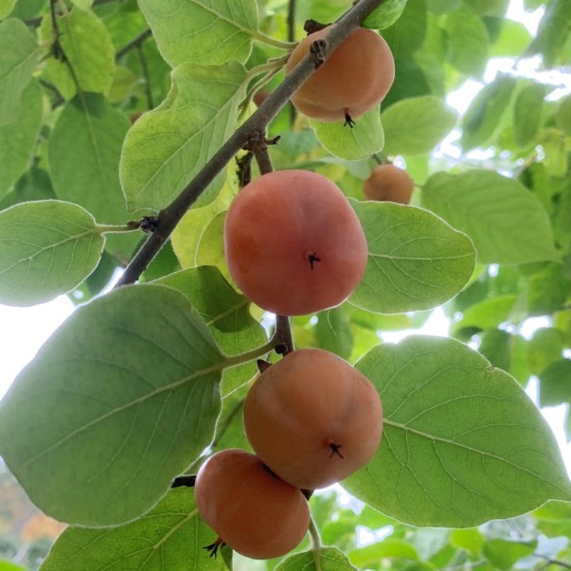 American Persimmon Tree Prairie Star (Diospyros virginiana hybrid)