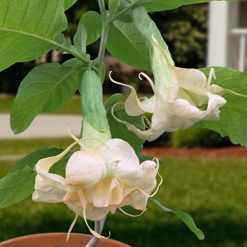 Angels Trumpet Angels Apricot Sunrise (Brugmansia hybrid)