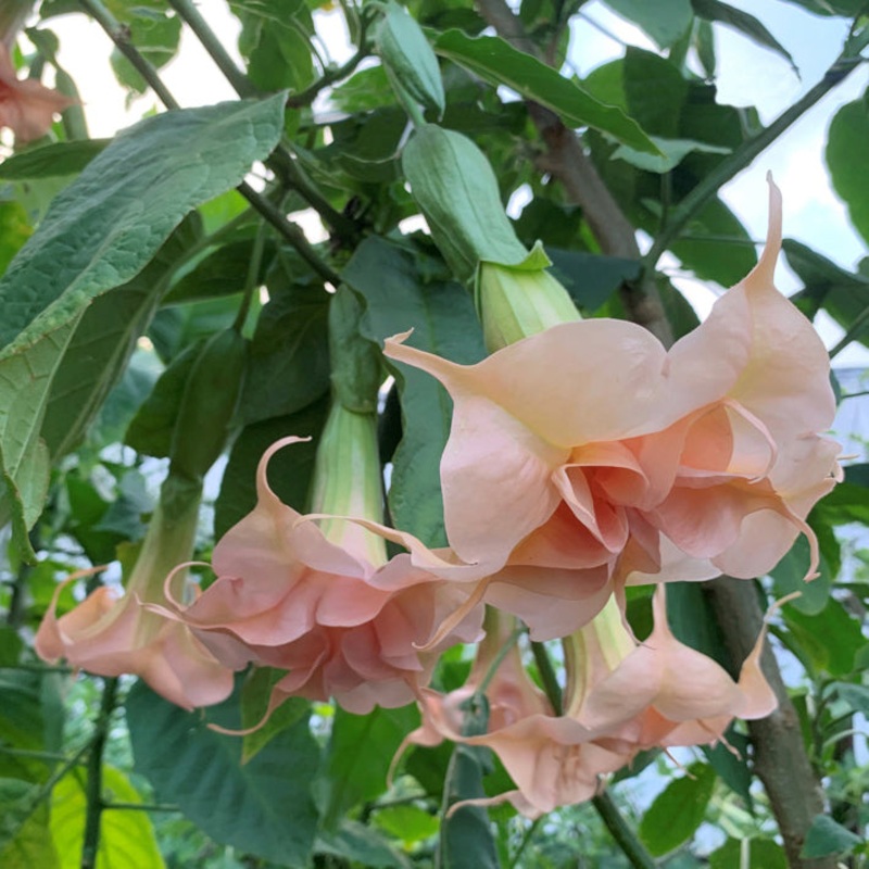 Angels Trumpet Angels Porcelain Pink (Brugmansia hybrid)
