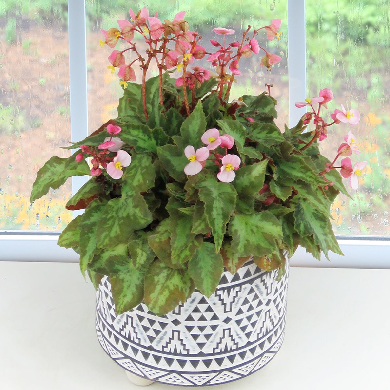 Begonia Mini Me (Begonia rhizomatous hybrid)