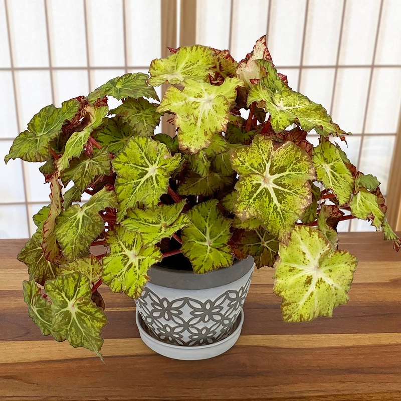 Begonia Moondust (Begonia rhizomatous hybrid)