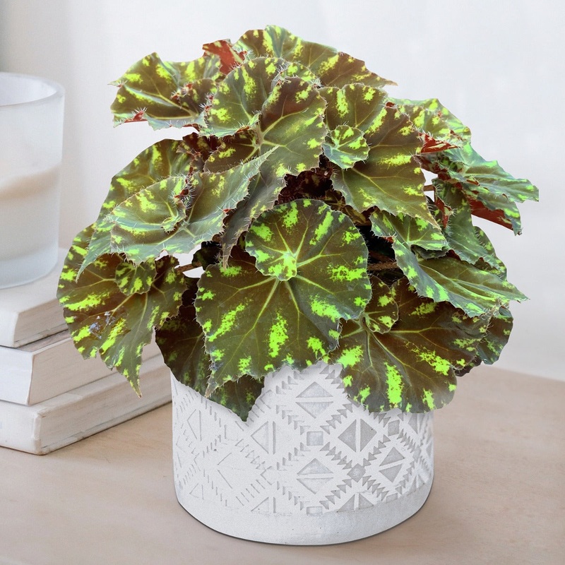 Begonia Neon Splash (Begonia rhizomatous hybrid)