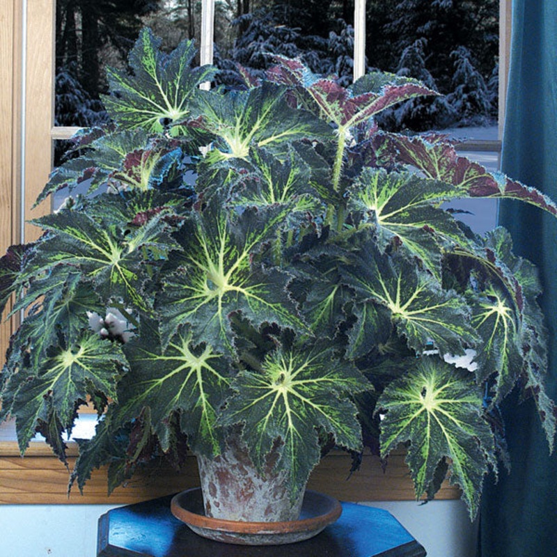 Begonia Palomar Prince (Begonia rhizomatous hybrid)