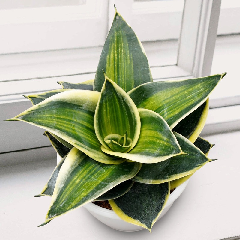 Birds Nest Sansevieria Stars and Stripes (Sansevieria hybrid)