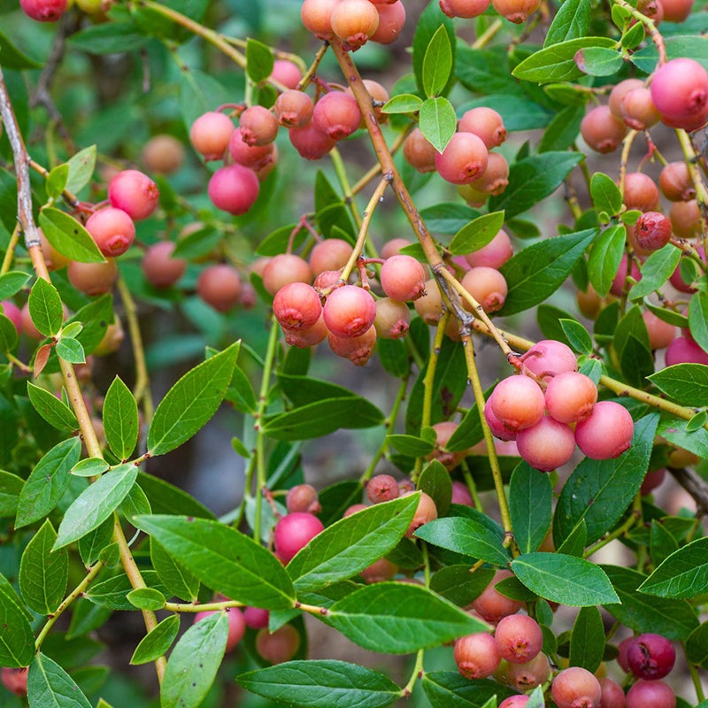 Blueberry Plant Pink Lemonade (Vaccinium hybrid)
