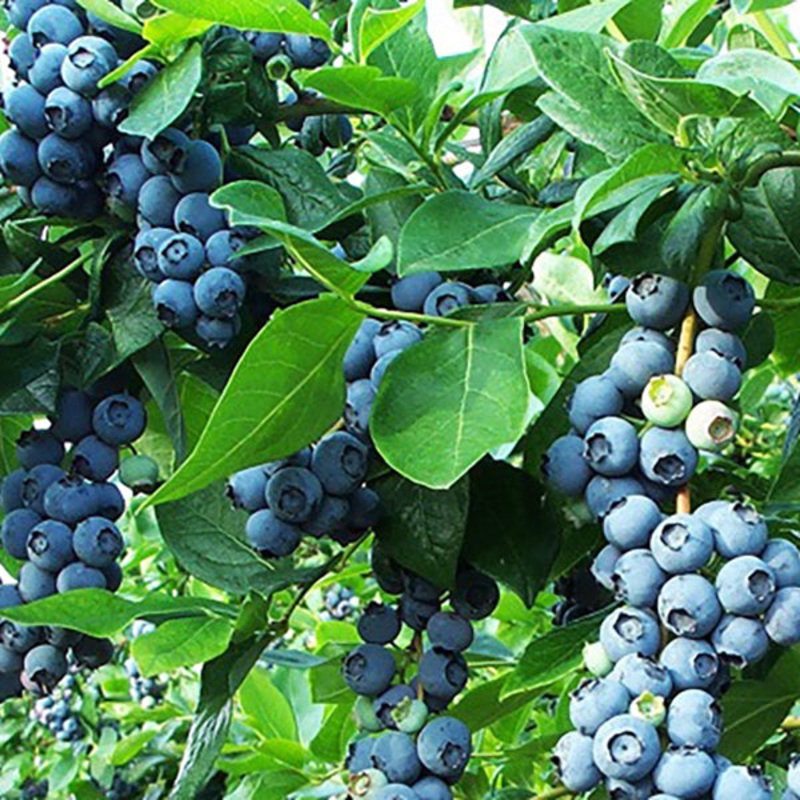 Blueberry Plant Razz (Vaccinium hybrid)
