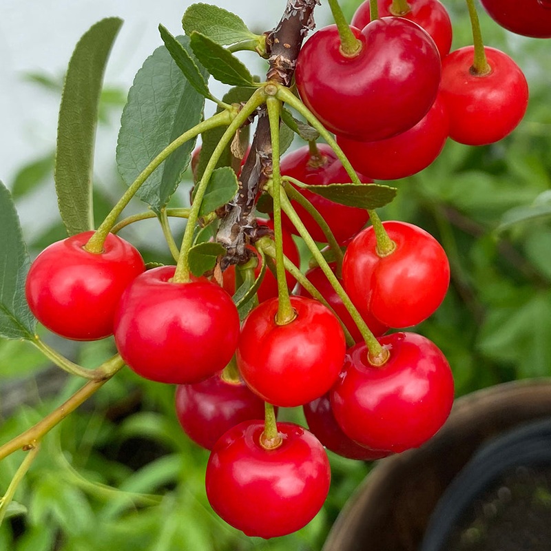 Bush Cherry Plant Carmine Jewel (Prunus fruticosa x cerasus)