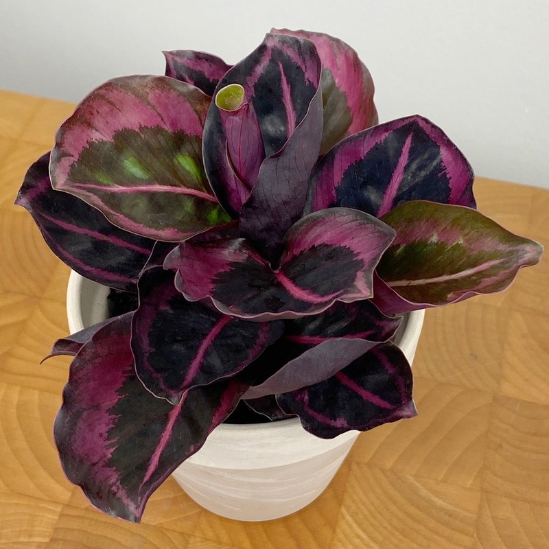 Calathea Princess Jessie PP (Calathea roseopicta)