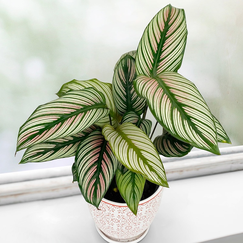 Calathea White Star (Calathea majestica)