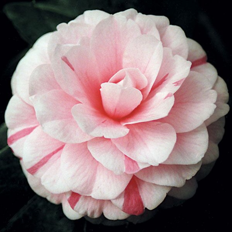 Camellia April Dawn (Camellia japonica hybrid)