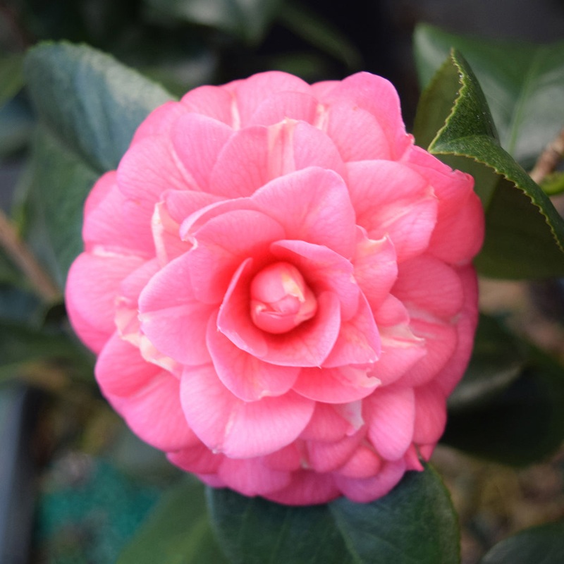 Camellia April Rose (Camellia japonica hybrid)