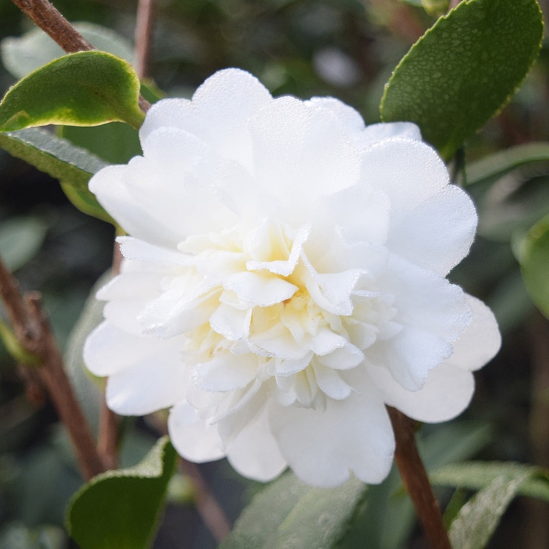 Camellia Snow Flurry (Camellia hybrid)