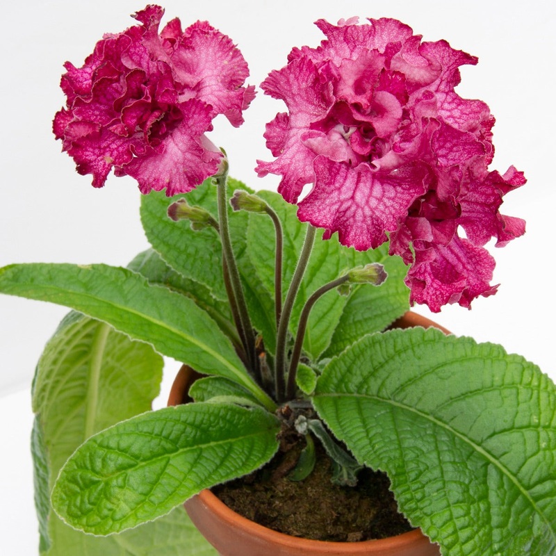 Cape Primrose Eternity (Streptocarpus hybrid)